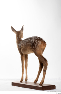 Deer doe whole body 0006.jpg